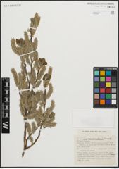 Foto von Salix pseudomedemii E. L. Wolf